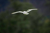 Barn Owl {Tyto alba} in flight, Cairngorms National Park, Scotland.