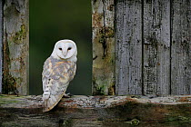 Barn Owl {Tyto alba} in old farm building window, Scotland, UK. Cairngorms National Park.