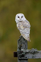 Barn Owl {Tyto alba} on old farm gate, Scotland, UK. Cairngorms National Park