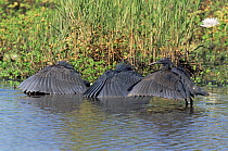 Three Black herons shading water with wings to fish {Egretta ardesiaca} Botswana
