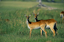 Red lechwe {Kobus leche} with juvenile, Botswana