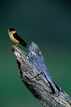 Shaft tailed / Queen whydah bird  male {Vidua regia} Botswana
