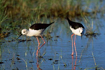 Two Black winged stilts feeding {Himantopus himantopus} Botswana