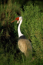 Wattled crane {Bugeranus carunculatus} Botswana