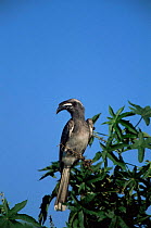African grey hornbill {Tockus nasutus} Botwsana