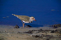 Three banded plover {Charadrius tricollaris} Botswana