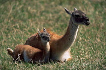 Guanaco lying down with baby {Lama guanicoe} Torres del Paine NP, Chile