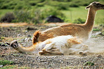 Guanaco rolling in dust {Lama guanicoe} Torres del Paine NP, Chile