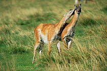 Guanacos nuzzling one another {Lama guanicoe} Torres del Paine NP, Chile
