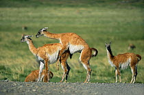 Guanacos mating {Lama guanicoe} Torres del Paine NP, Chile
