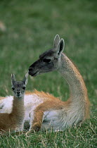 Guanaco resting with baby {Lama guanicoe} Torres del Paine NP, Chile