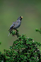Mourning sierra finch singing {Phrygilus fruticeti} Torres del Paine NP, Chile