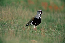 Southern lapwing {Vanellus chilensis} Torres del Paine NP, Chile