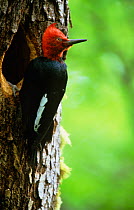Magellanic woodpecker {Campephilus magellanicus}  male at nest hole, Torres del Paine NP, Patagonia, Chile