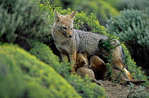 Argentine grey / Patagonian fox suckling young{Pseudolopex griseus} Torres del Paine NP, Chile
