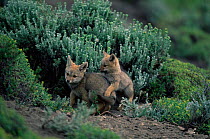 Argentine grey / Patagonian fox young playing, {Pseudolopex griseus} Torres del Paine NP, Chile