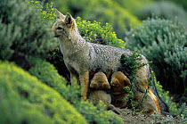 Argentine grey / Patagonian fox suckling young {Pseudolopex griseus} Torres del Paine NP,  Chile