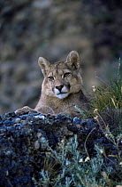 Wild Puma / Mountain lion / Cougar {Felis concolor} Torres del Paine NP, Chile