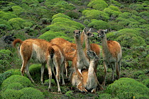 Guanaco attempting to mount female {Lama guanicoe} Torres del Paine NP, Chile