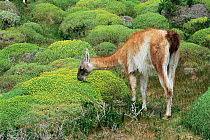 Guanaco grazing on cushion plants {Lama guanicoe} Torres del Paine NP, Chile