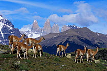 Guanaco herd in landscape {Lama guanicoe} Torres del Paine NP, Chile