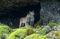 Wild Puma {Felis concolor} with juvenile, Torres del Paine NP, Chile