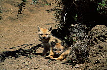Argentine grey / Patagonian fox cubs {Pseudolopex griseus} Torres del Paine NP, Chile
