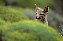 Argentine grey / Patagonian fox {Pseudolopex griseus} Torres del Paine NP, Chile