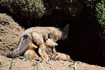 Argentine grey / Patagonian fox suckling cubs, Chile {Pseudolopex griseus} Torres del Paine NP