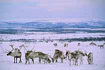 RF- Reindeer herd (Rangifer tarandus). Finnmarksvidda, Lapland, Norway. (This image may be licensed either as rights managed or royalty free.)