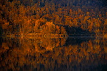 September colours, Vindelfjallen nature reserve, Lapland, Sweden.