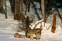 European grey wolves {Canis lupus} released into wild, Russia.