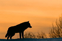 RF- Silhouette of European grey wolf (Canis lupus) released into wild. Toropets, Russia. (This image may be licensed either as rights managed or royalty free.)