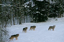 European grey wolves in winter landscape {Canis lupus} released into wild Russia.