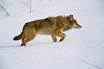 European grey wolf in snow {Canis lupus} released into wild Russia.