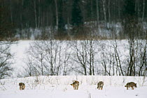 European grey wolves in winter landscape {Canis lupus} released into wild, Russia.