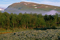 Mountain landscape with Birch woodland, Laiva valley, Vindelfjallen NR, Lapland, Sweden.