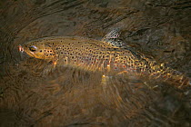 European brook trout caught on flyfishing line Lapland, Sweden.