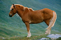 Icelandic horse used for Horse riding, Vindelfjallen NR, Sweden.