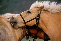 Mutual grooming, Icelandic horse, Vindelfjallen NR, Sweden
