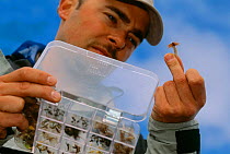 Selecting flies to use for flyfishing, Vindelfjallen NR, Lapland, Sweden.