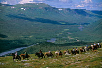 Horse riding, Icelandic horses, Ammarnas, Vindelfjallen NR, Lapland, Sweden.