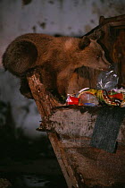 European Brown bear cub {Ursus arctos} in rubbish container, Brasov, Romania