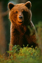 European brown bear {Ursus arctos} portrait Lapland, Finland