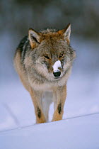 European grey wolf {Canis Lupus} released into wild, Russia.