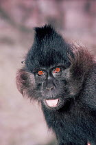 Black mangabey, young male {Cercocebus / Lophocebus aterrimus} from central Africa - captive