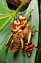 Foaming / Dragon grasshopper pair {Dictyophorus spumans} (male on left) from S Africa, captive