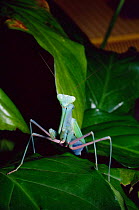 Giant asian praying mantis {Hierodula membranacea} male, captive from India