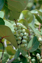 Leaves and fruit of Sea grape {Coccoloba uvifera} Florida, USA