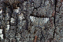 Cracker butterfly camouflaged on bark {Hamadryas sp} Costa Rica